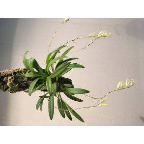 Pleurothallis linearifolia