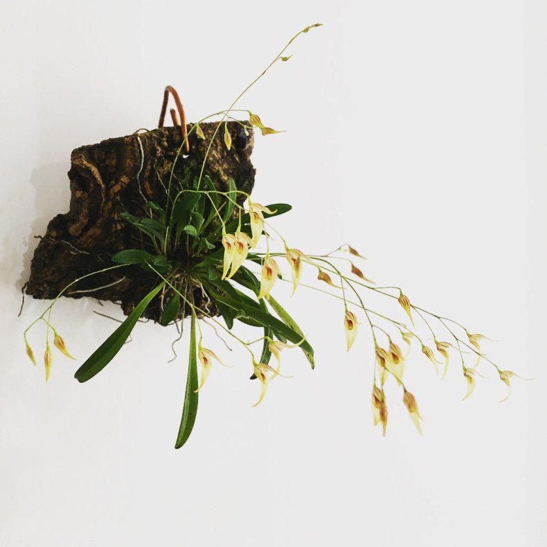 Pleurothallis picta