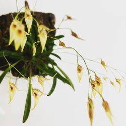 Pleurothallis picta