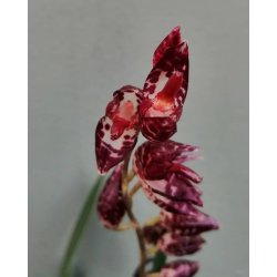 Pleurothallis restrepioides