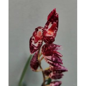 Pleurothallis restrepioides