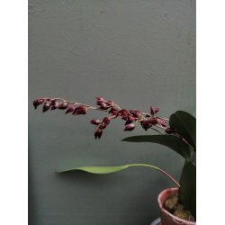 Pleurothallis restrepioides