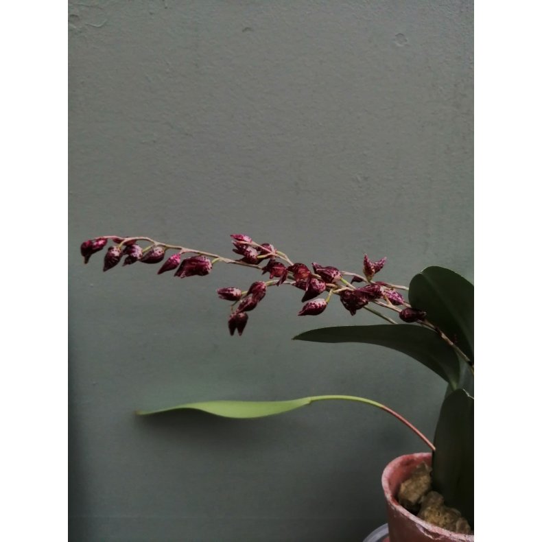Pleurothallis restrepioides
