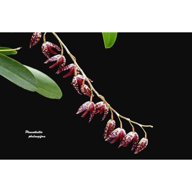 Pleurothallis