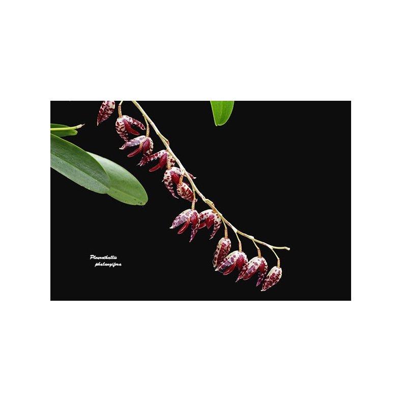 Pleurothallis restrepioides