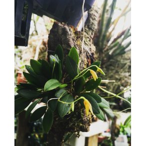 Pleurothallis rubella