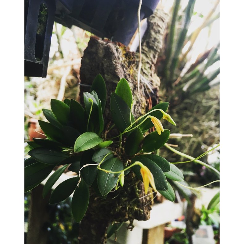 Pleurothallis rubella