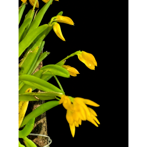 Pleurothallis sonderiana