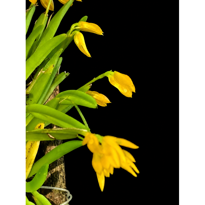 Pleurothallis sonderiana
