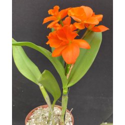 Potinara Hsinying Orange Nugget "Orange Queen"