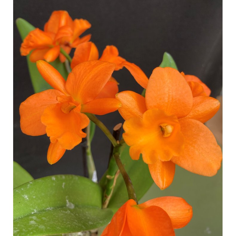 Potinara Hsinying Orange Nugget "Orange Queen"