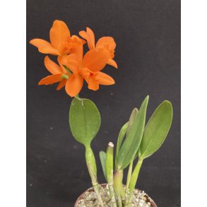 Potinara Shinfong Little Sun