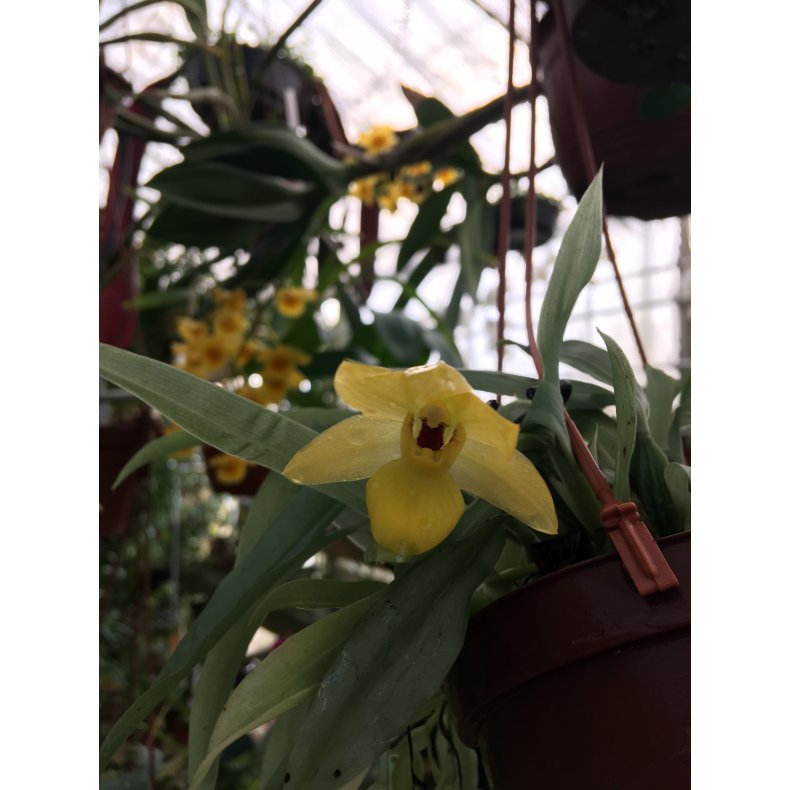 Promenea citrina