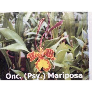 Psychopsis/ Oncidium Mariposa