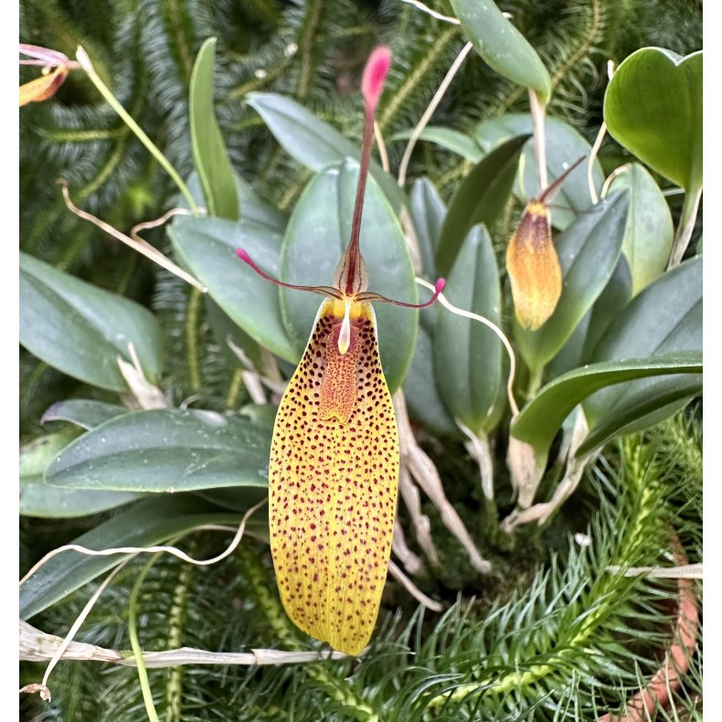 Restrepia guttulata 46,45 gul