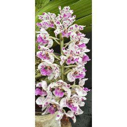 Rhynchostylis gigantea