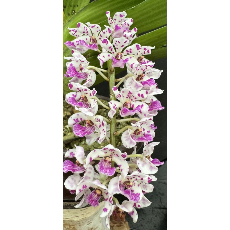 Rhynchostylis gigantea