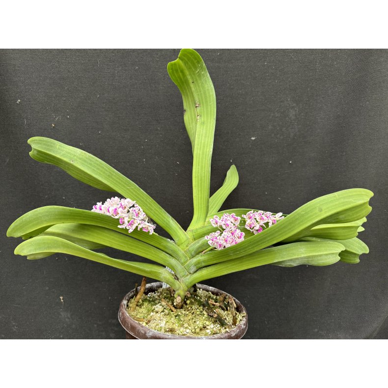 Rhynchostylis gigantea