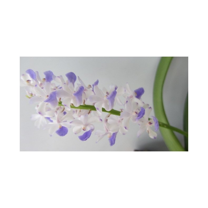 Rhyncostyllis coerulestris