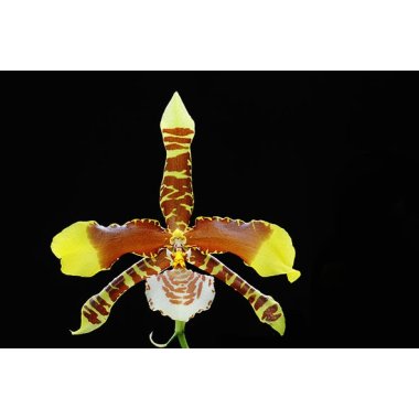 Rossioglossum/Odontoglossum