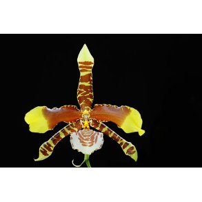 Rossioglossum/Odontoglossum grande