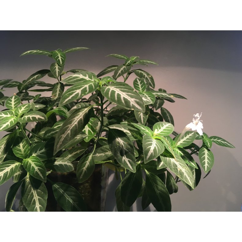 Ruella portella