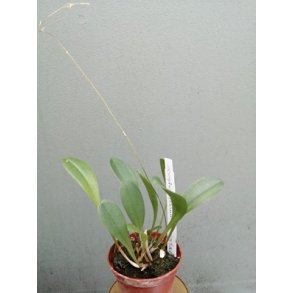 Scaphosepalum bicristatum