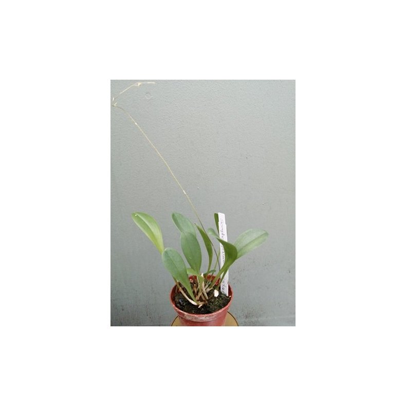 Scaphosepalum bicristatum