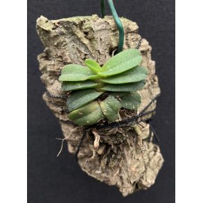 Schoenorchis fragrans