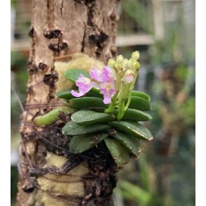 Schoenorchis fragrans