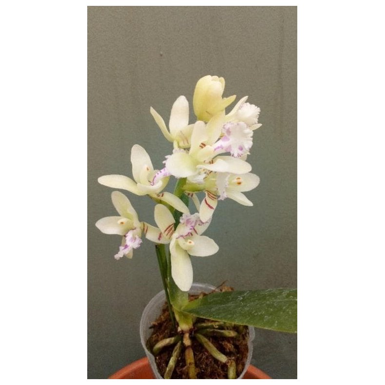 Sedirea japonica
