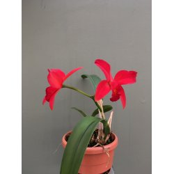 Sophrolaeliocattleya Little Hazel