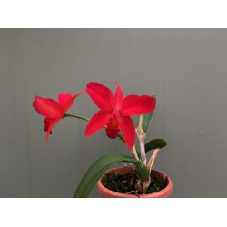 Sophrolaeliocattleya Little Hazel