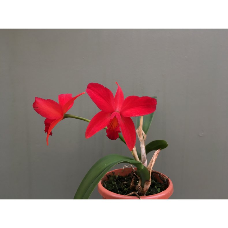 Sophrolaeliocattleya Little Hazel