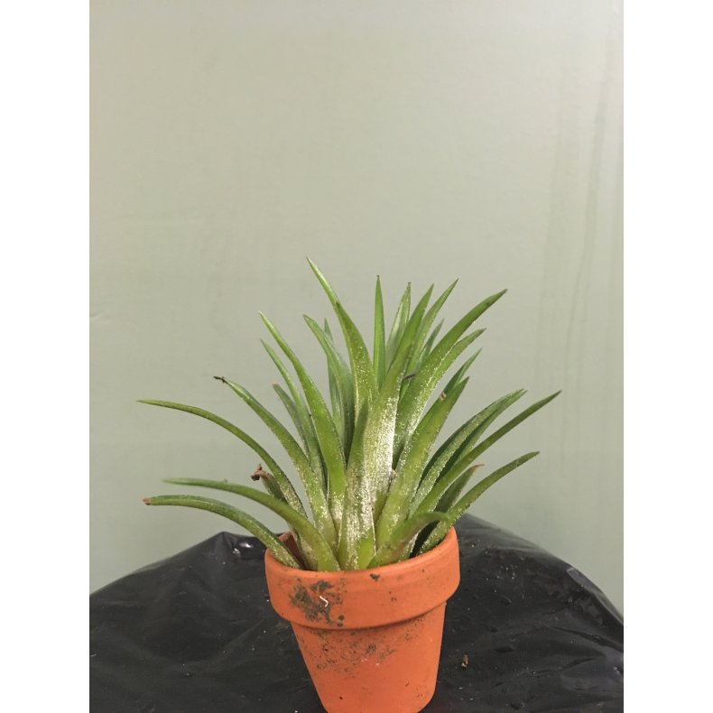 Tillandsia 01