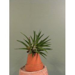 Tillandsia 01