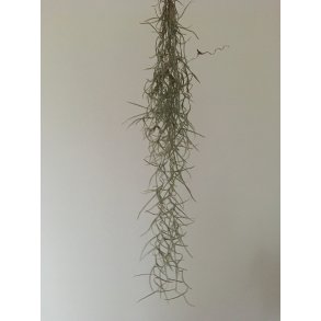 Tillandsia usneoides (spansk mos)