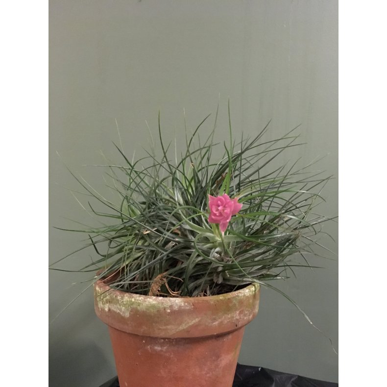 Tillandsia
