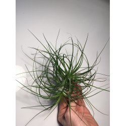 Tillandsia