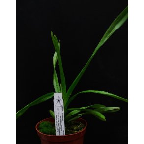 Vanda tricolor suavis