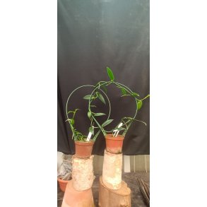 Vanilla planifolia 'fragrans'