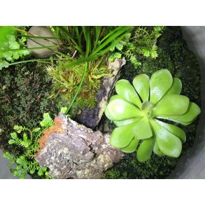 Pinguicula (Vibefedt)