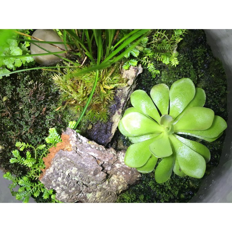 Pinguicula (Vibefedt)