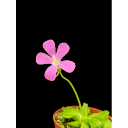 Pinguicula (Vibefedt)
