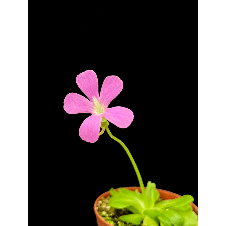 Pinguicula (Vibefedt)