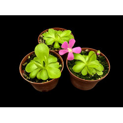 Pinguicula (Vibefedt)