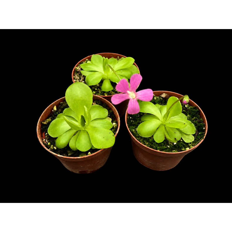 Pinguicula (Vibefedt)