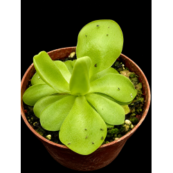 Pinguicula (Vibefedt)