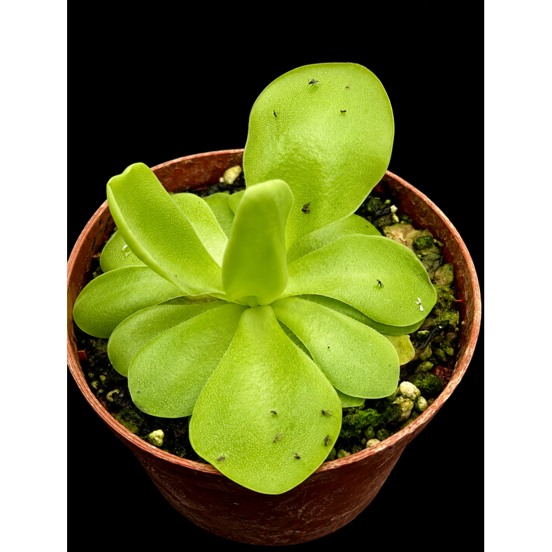 Pinguicula (Vibefedt)