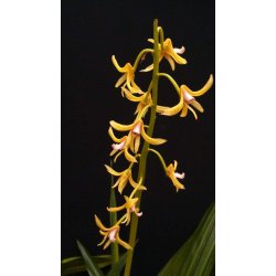 Xylobium bractescens